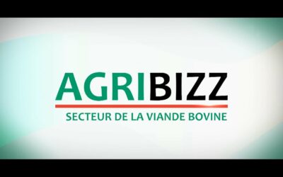 Agribizz: le secteur de la viande bovine